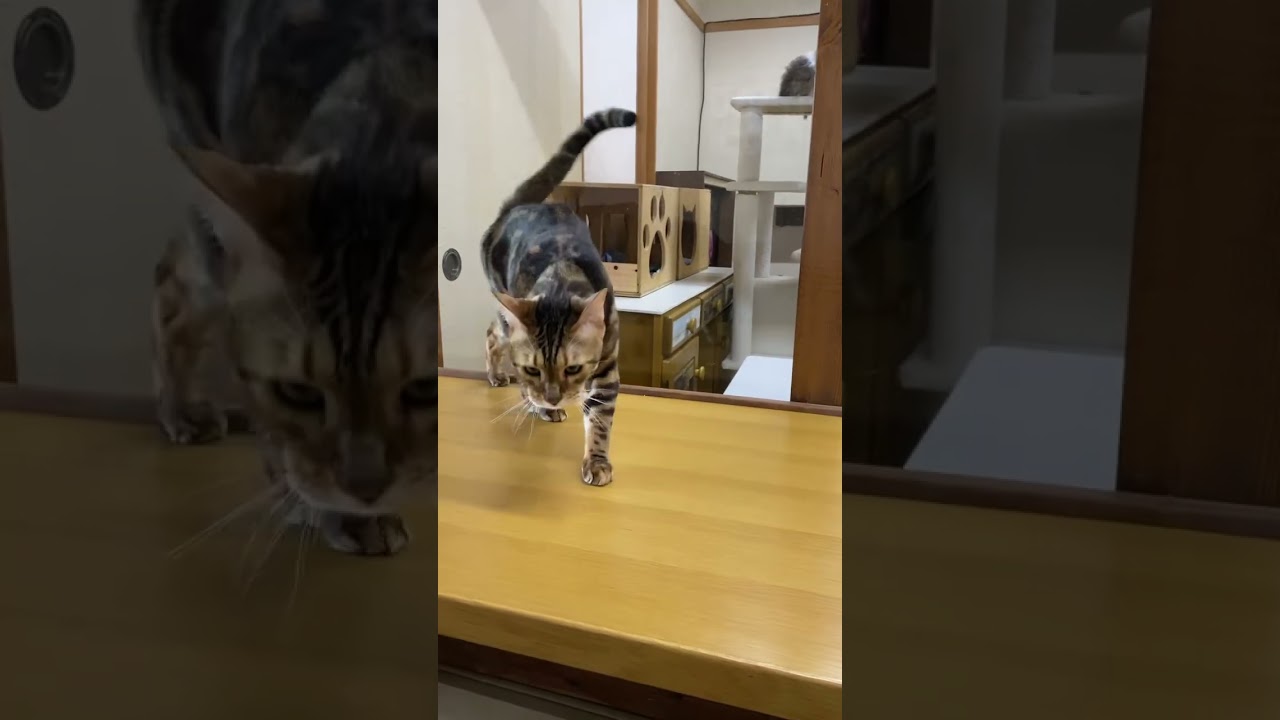 ベンガル猫のモーガンくん