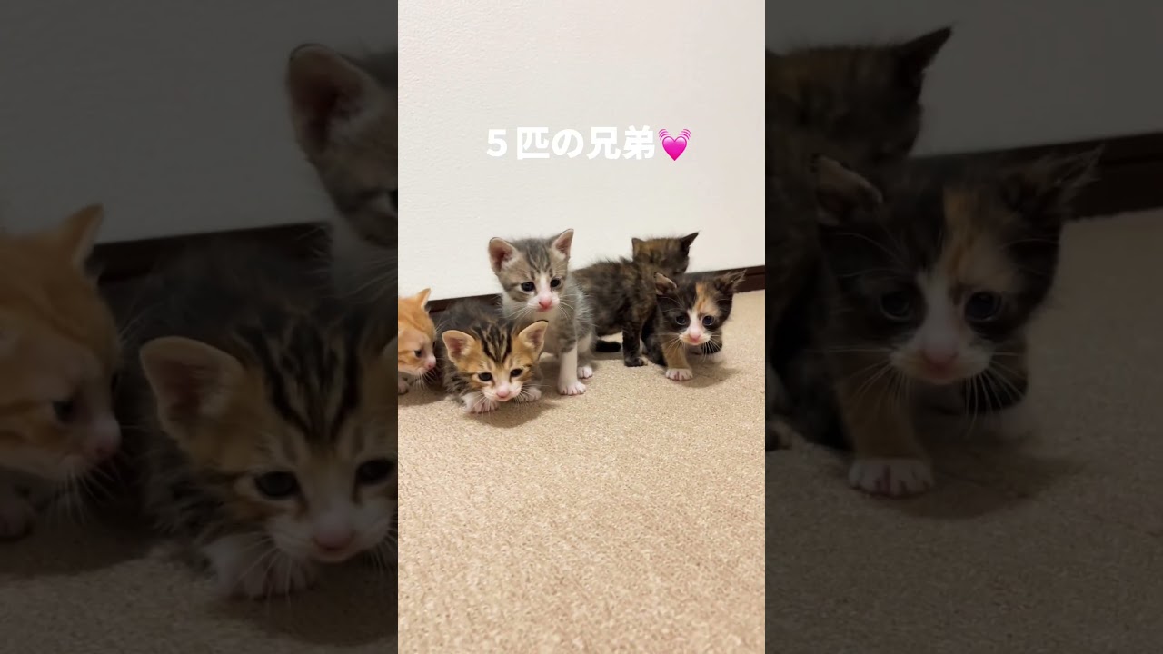 可愛いニャンズが大集合！野良猫が出産した子猫たち… / lots of cute kittens #shorts