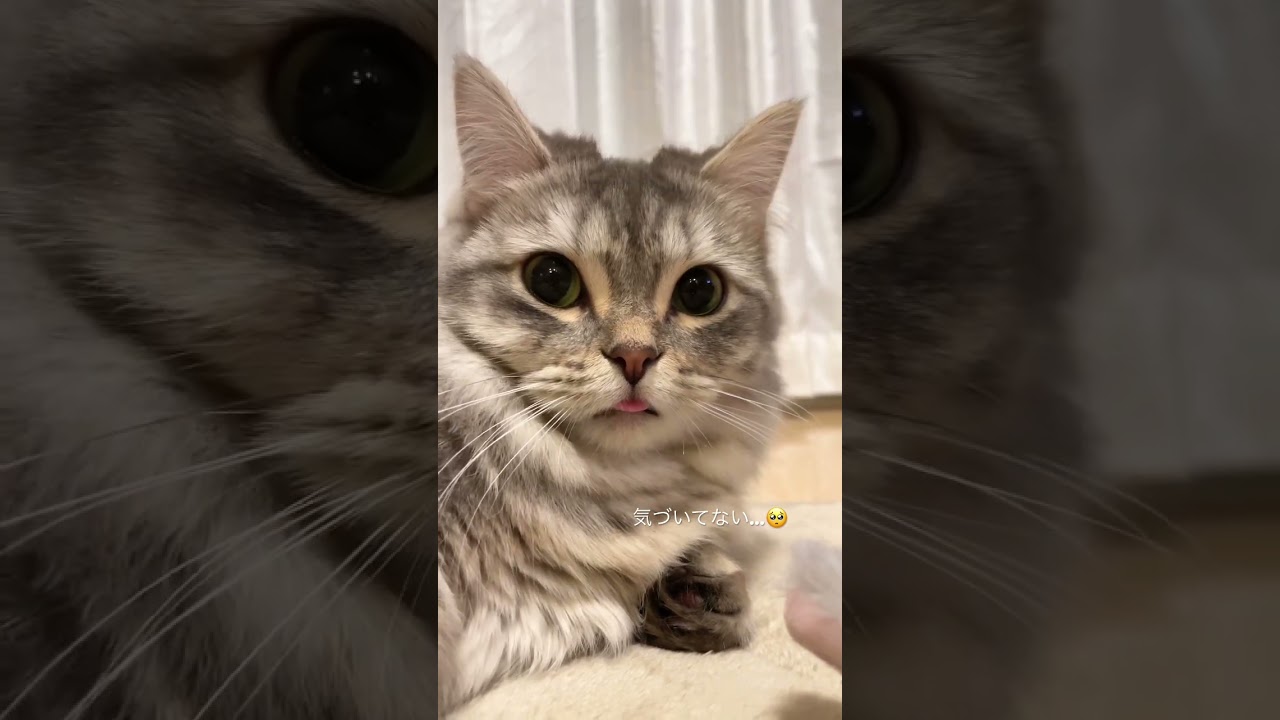 あざとすぎる短足マンチカン #cat #kitten #ししゃも #のぶなが #マンチカン #ミヌエット