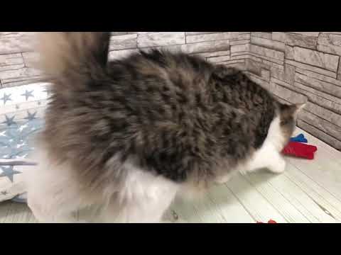 Coo&RIKU　No00620706　ノルウェージャン・フォレストキャット