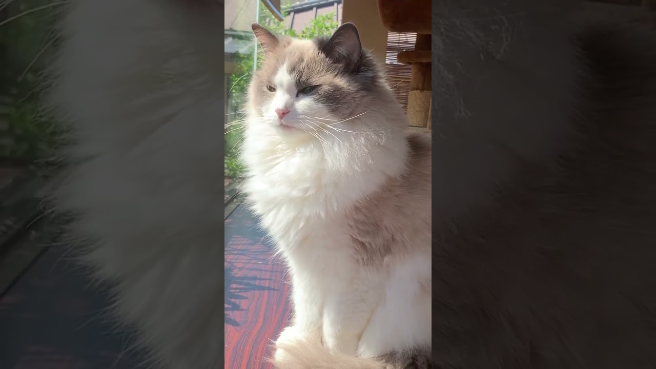 しおしお〜！ お天気良くて眩しいね #ラグドール #ぬいぐるみ猫 #ragdoll #もふもふ #人気猫 #かわいい猫 #癒し @minamin.ch.2022