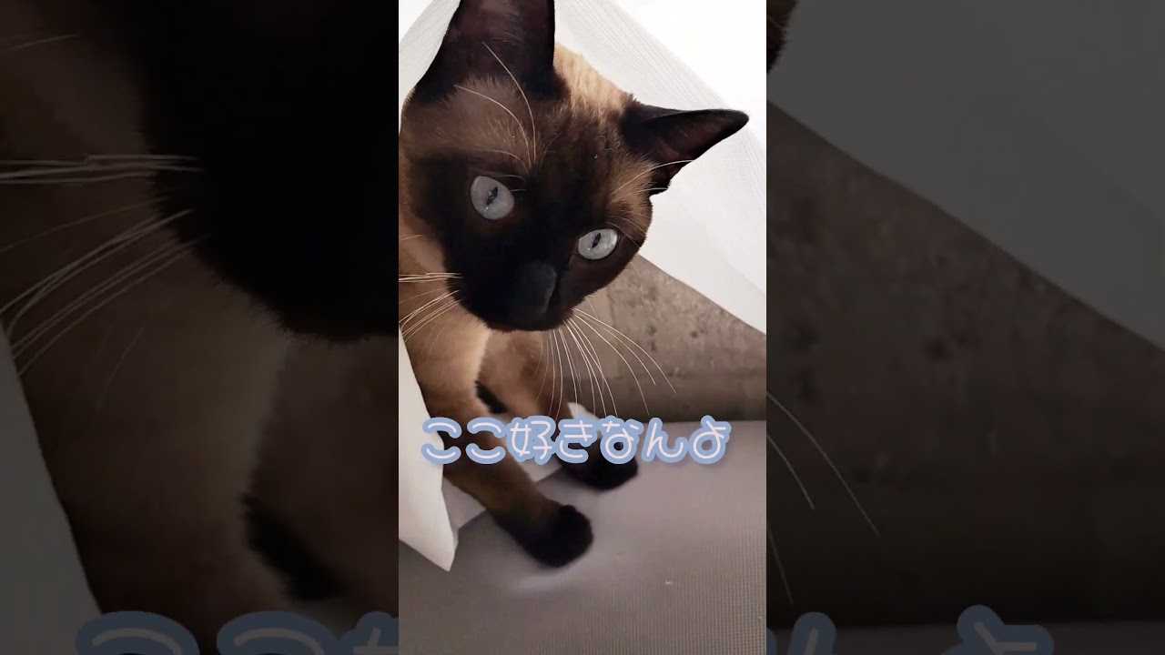 【猫】窓辺が気持ちいいのよ😸 #猫 #シャム猫ミックス #shorts