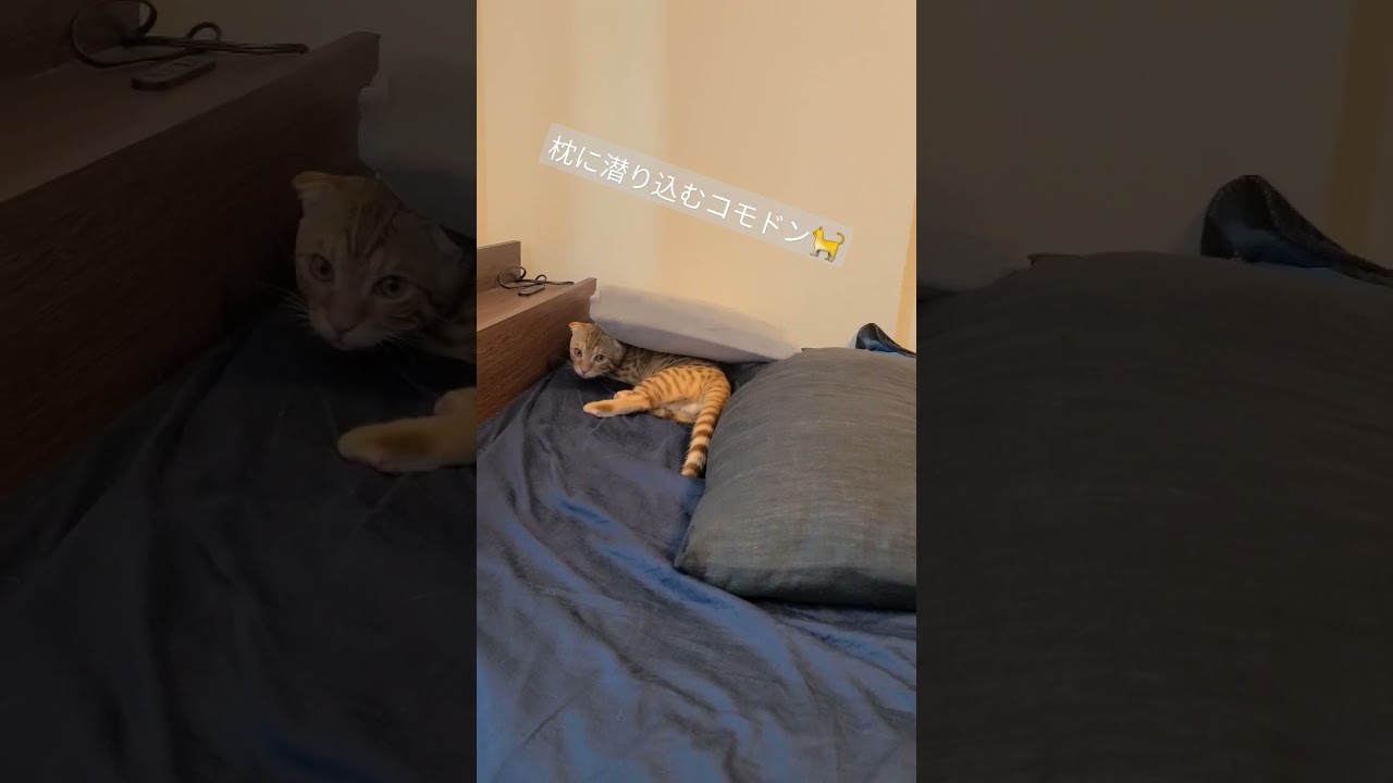 枕に潜り込んで遊ぶコモドン【コモドンの観察日記】 #キンカロー #子猫 #cat #猫