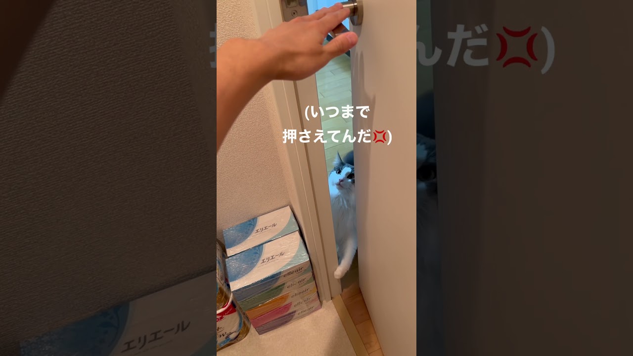どうしても飼い主のトイレを近くで見たい猫【メインクーン】#shorts