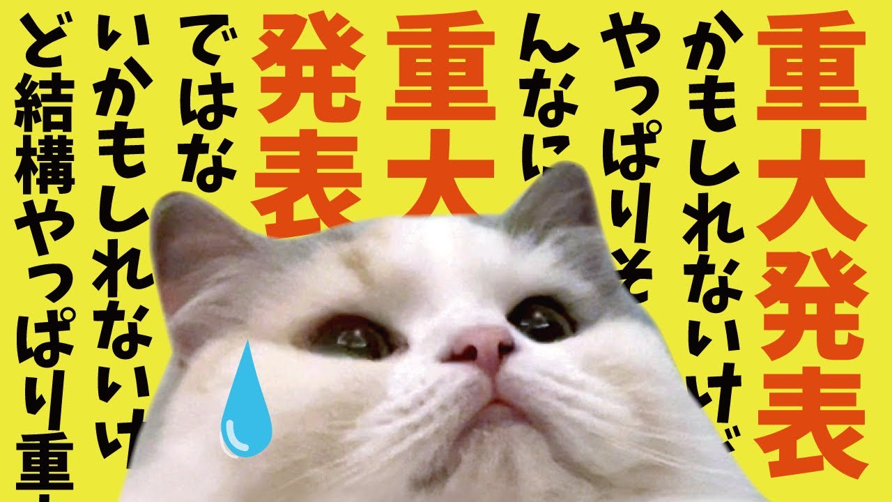 人によっては重大発表なような重大発表じゃないようなどっちやねんの話【関西弁でしゃべる猫】