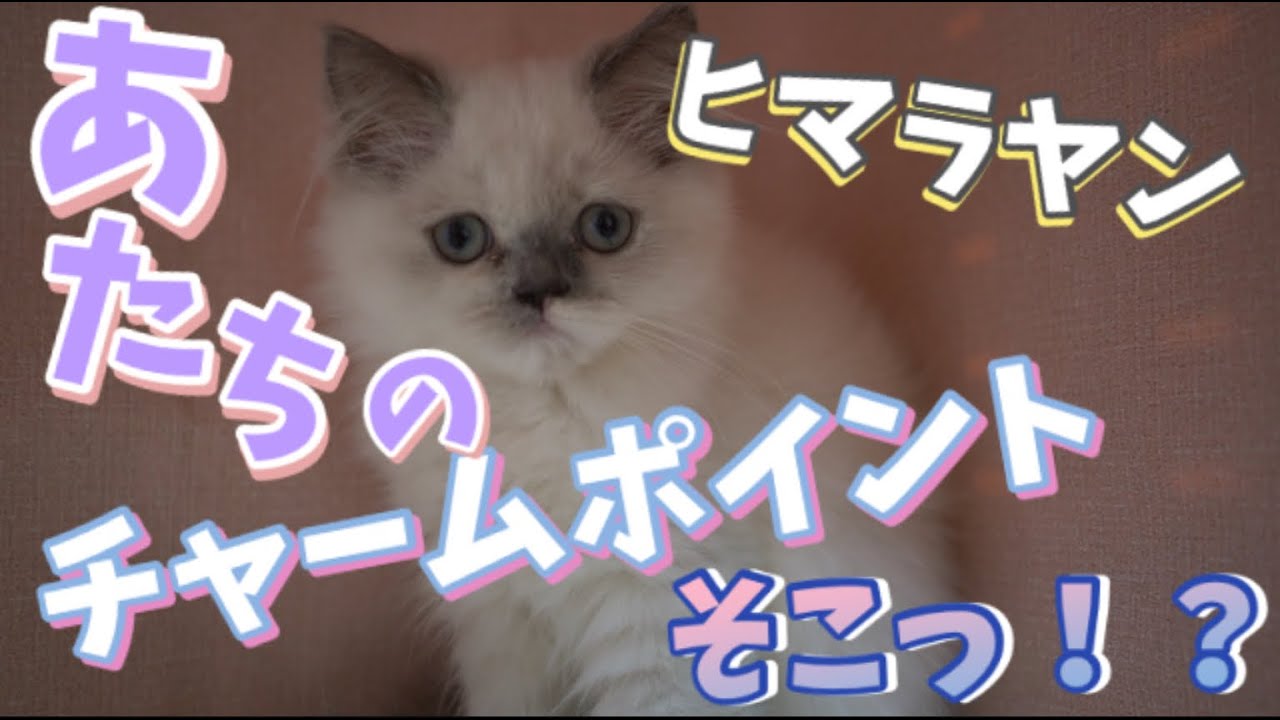 個性的カラーのヒマラヤン！チャームポイントはここ。