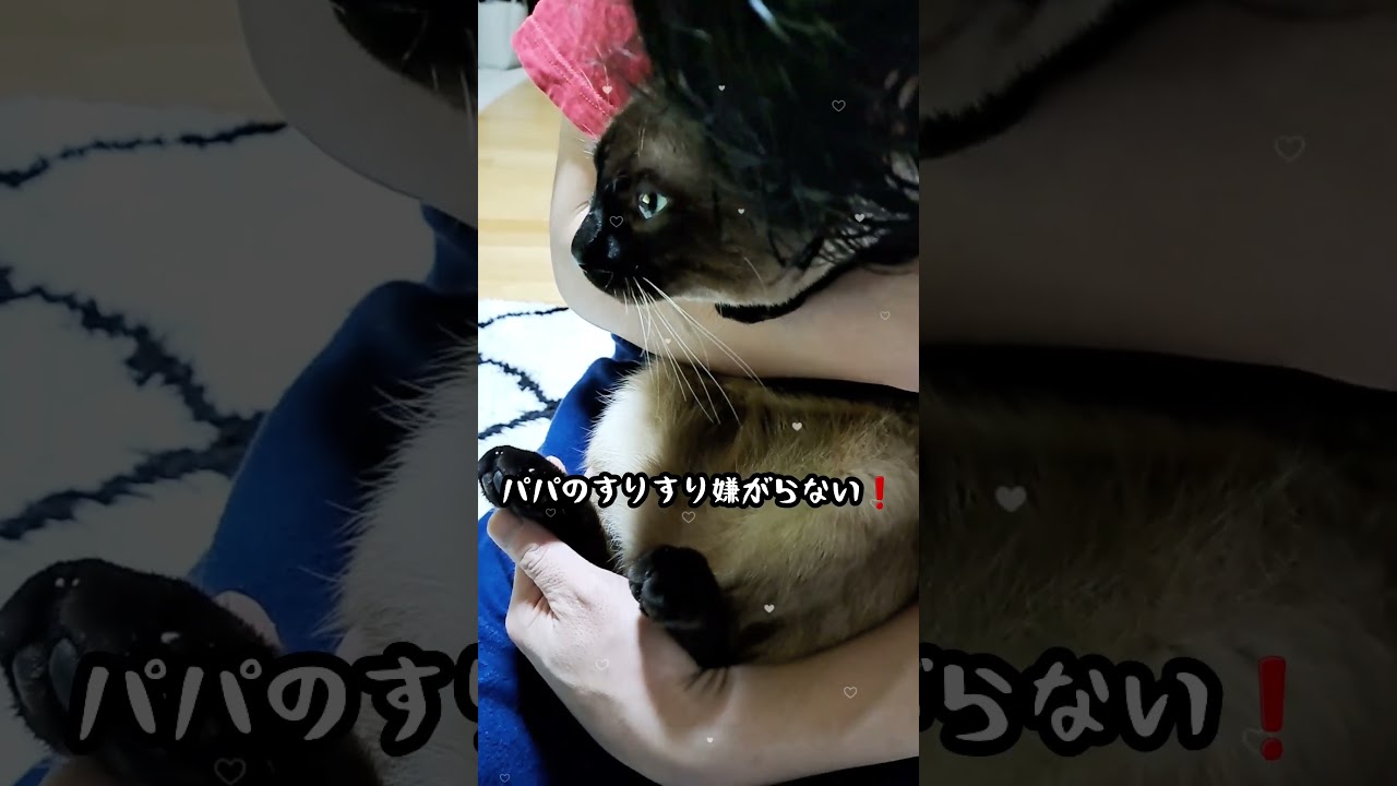 【猫】目がとても綺麗で吸い込まれる❤ #猫 #シャム猫ミックス #shorts