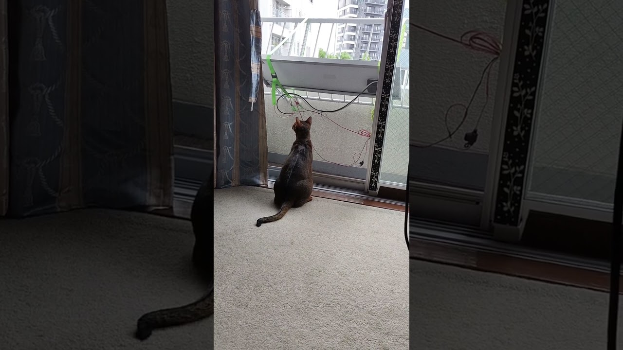 ネコ動画あび＃1218　#shorts　あびの毎日　アビシニアン　あび