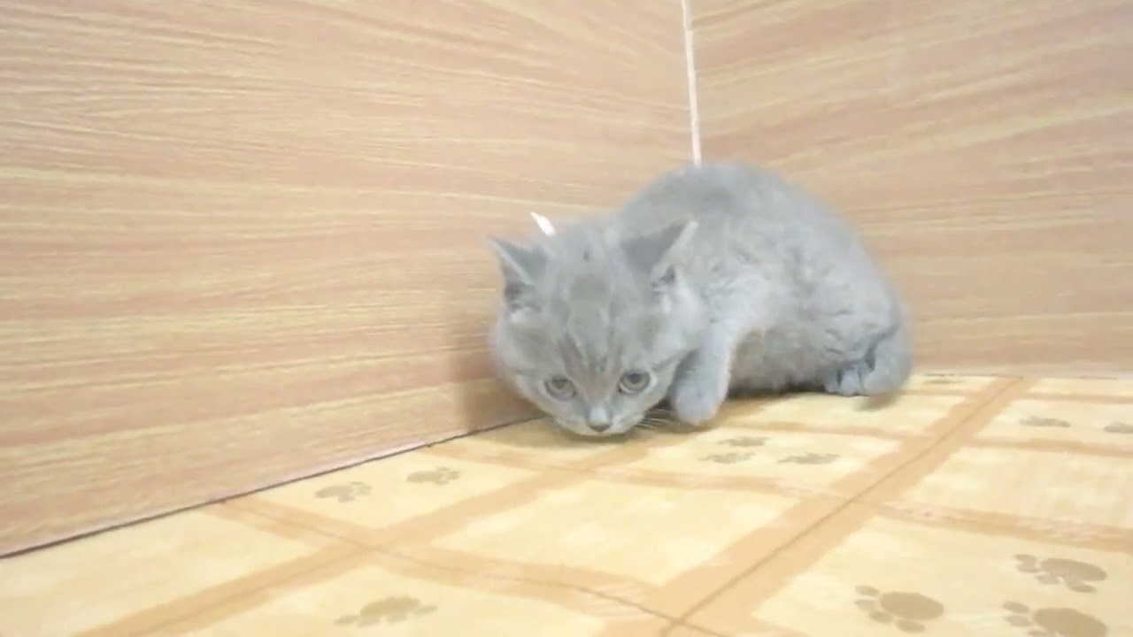 ペットショップcoo&riku No.00625034 ブリティッシュショートヘアー