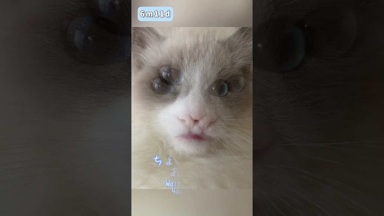 6ヶ月11日ラグドール♡舌が出っぱなしでかわいい❤️ #ラグドール #ragdoll #眼振 #布偶猫 #cat #बिल्ली #kошка #kucing #gato #kedi #shorts