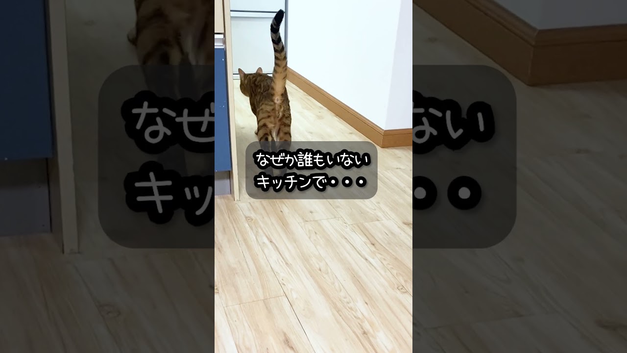 食後 のニャーン がクセつよ なベンガル猫 #shorts