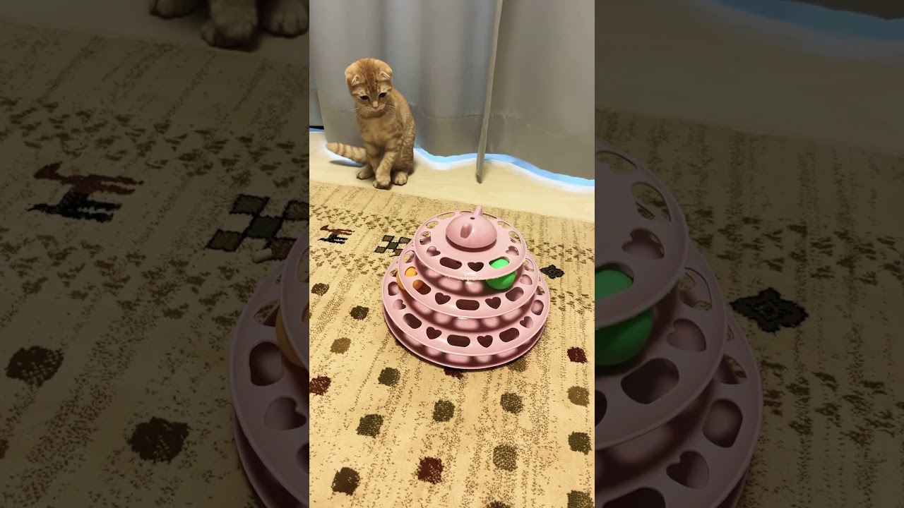 遊ぶ猫 #スコティッシュフォールド折れ耳 #子猫