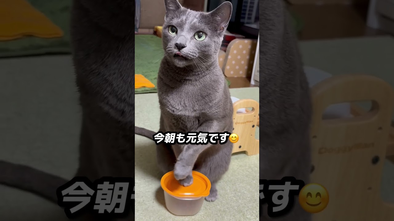 【ロシアンブルー】今朝のめろんのおねだりの様子です😊いつも通りですけど🫢【猫】#shorts