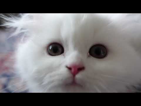 今後の動画に関して！猫を返された理由！去勢していないオスがいる所にオス子猫がやって来る