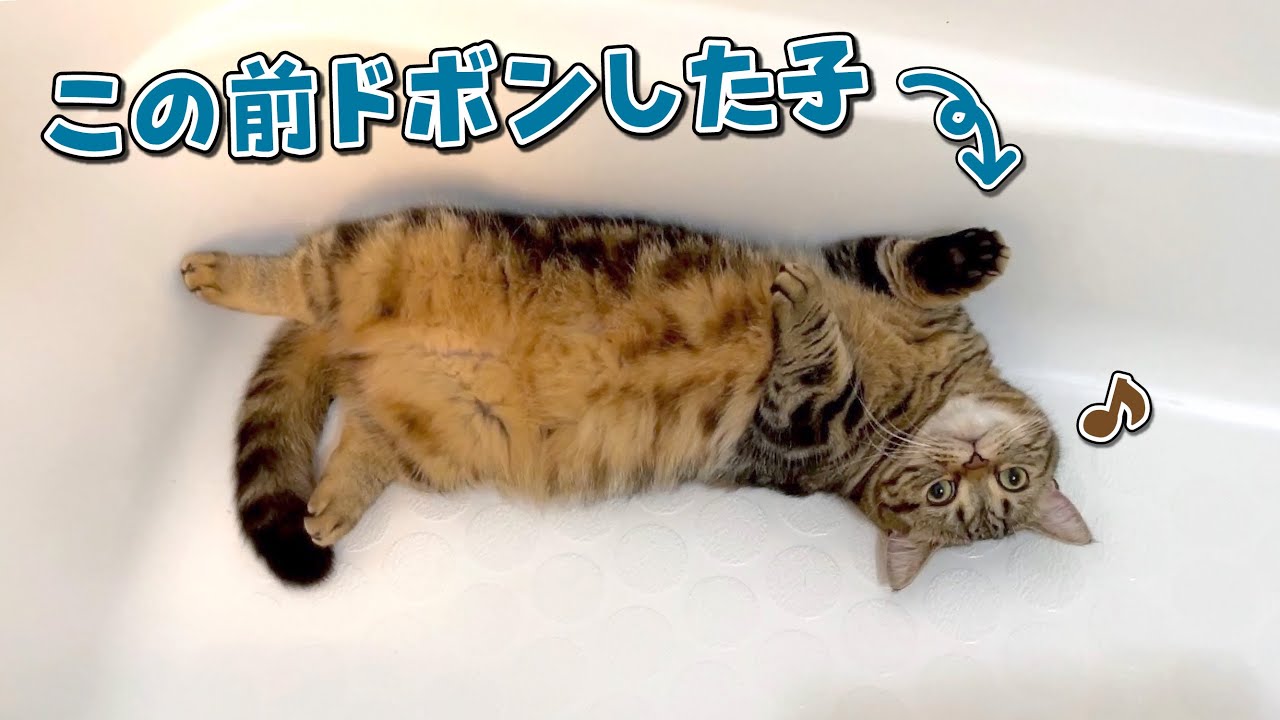 お風呂にドボンしたことを忘れてのびのびと遊ぶ猫が可愛い！