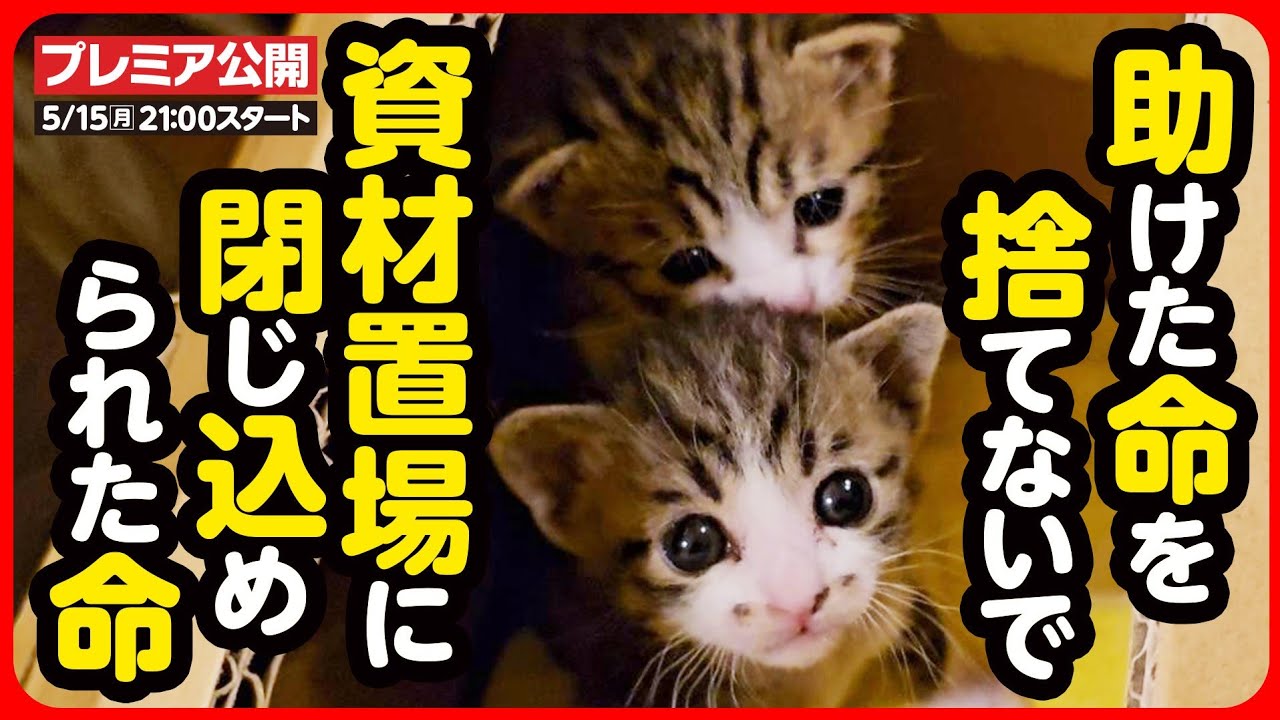 【子猫 保護】助けた命を見捨てないで...母猫とはぐれた子猫を緊急保護しました