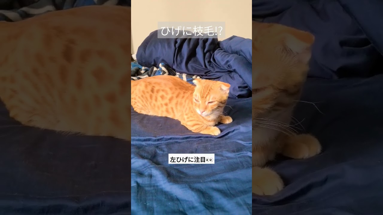ひげに枝毛!?【コモドンの観察日記】 #キンカロー #子猫 #cat #猫のいる暮らし #猫
