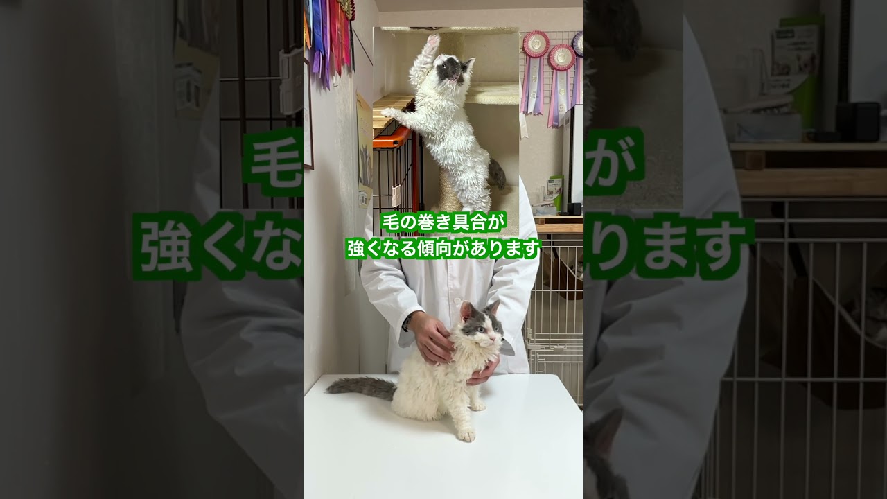 【ショート】天然パーマの超個性派キャット セルカークレックスの紹介