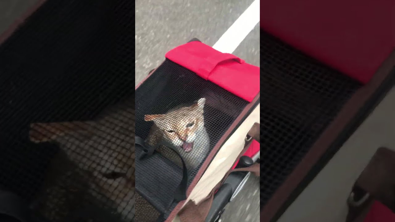 カートの中で文句を言うシンガプーラと隠れるたぬき猫なのにゃ♪