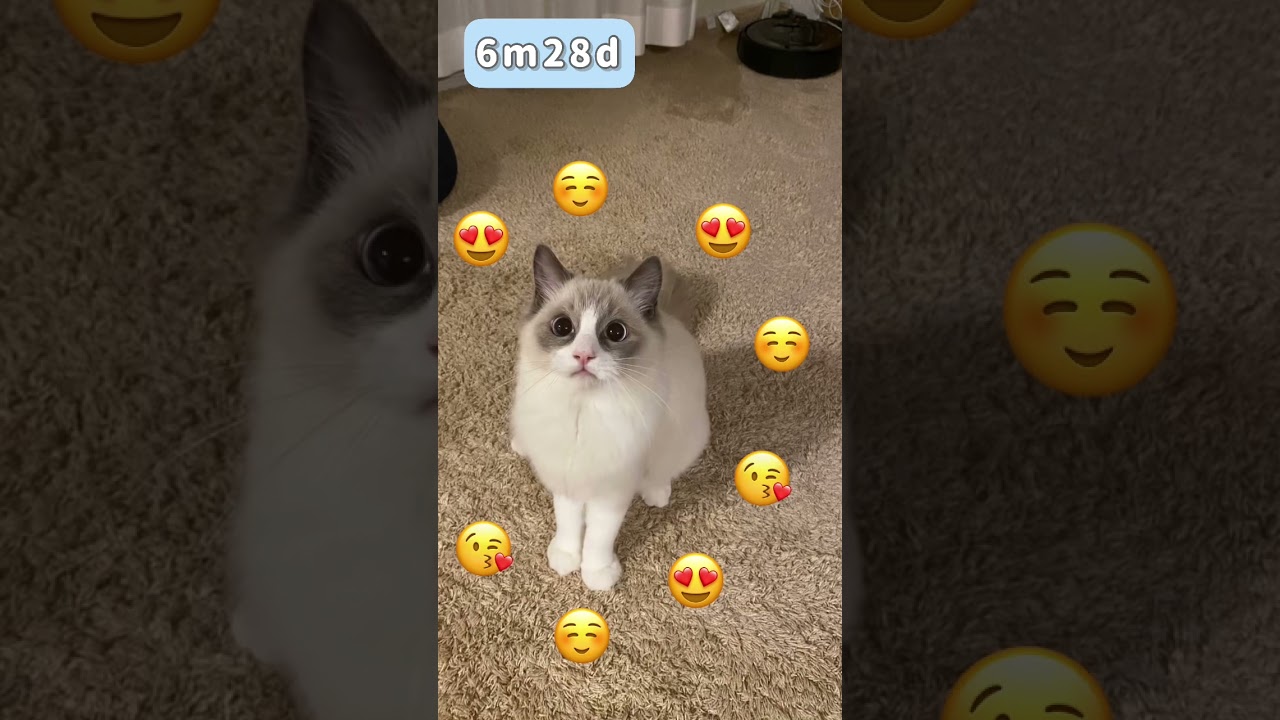 6ヶ月28日ラグドール♡かわいいもふもふ写真たくさん💖 #ラグドール #眼振 #ragdoll #cat #बिल्ली #kошка #kucing #gato #kedi #shorts
