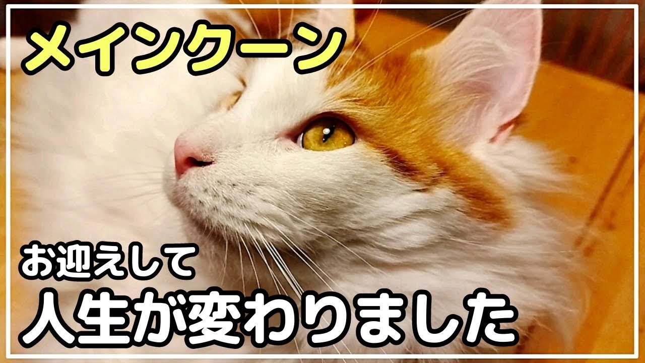 3人家族が猫を飼い始めて人生が変わった話【メインクーン】