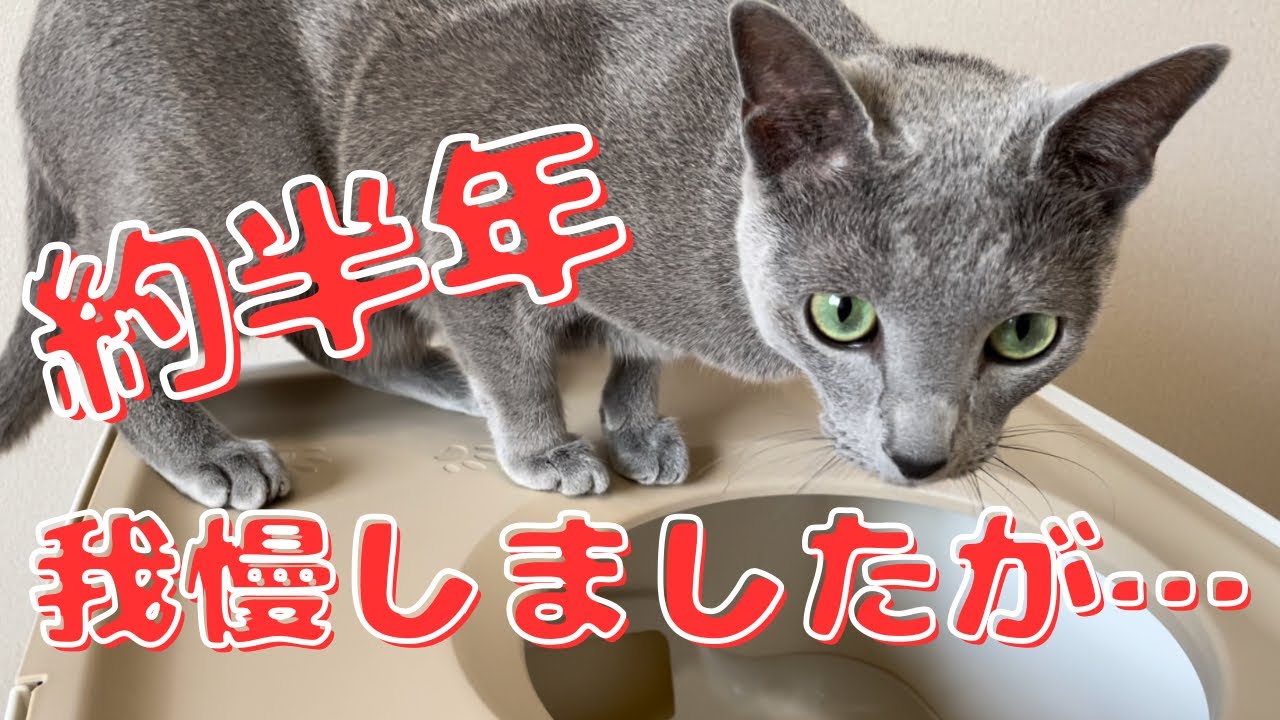 トイレをわかってくれないかわいい猫【ロシアンブルー】