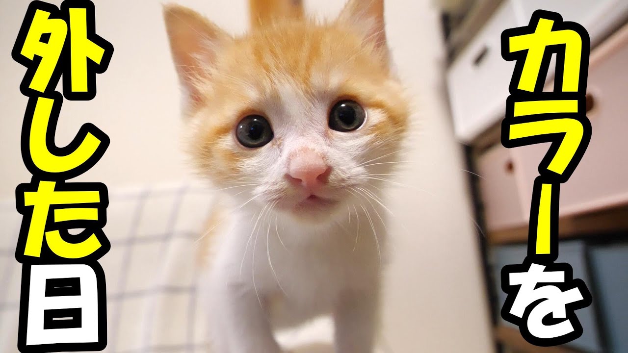 ふたりボッチの子猫　茶っくんのカラーを外した日【赤ちゃん猫　保護猫】