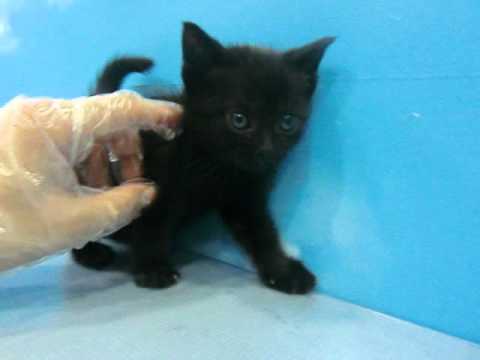 ﾜﾝﾗﾌﾞ_木更津_ﾎﾞﾝﾍﾞｲ_15605.mpg