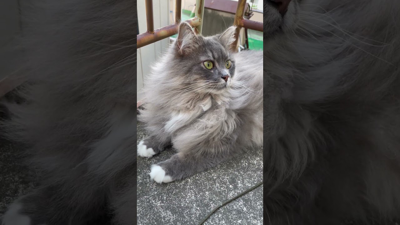 サイベリアン猫日記【2023.05.06】1歳10ヶ月 #siberiancat