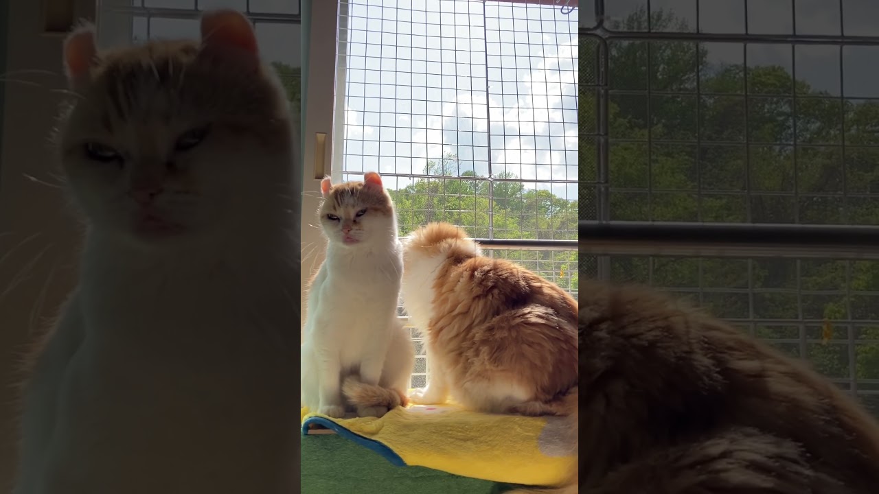 猫と青空？ #shorts  #猫 #アメリカンカール #cat