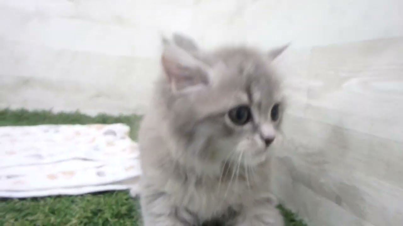 ペットショップcoo&riku No.00632246 ラガマフィン