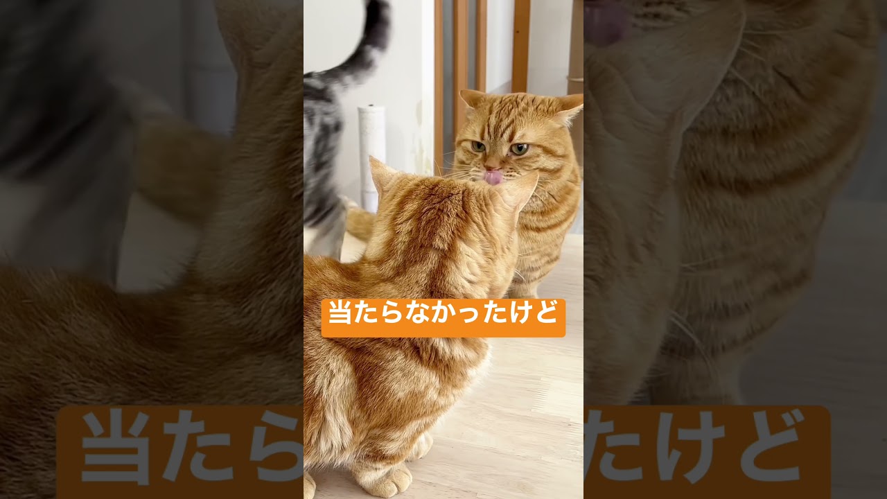 マンチカンのパンチは当たらなかったけど今日のところは許してやる猫 #shorts
