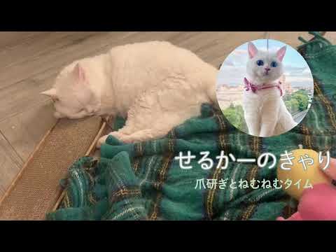 ふわふわセルカークレックスの白猫　キャリンヌの日常　爪研ぎするかと思いきや、、、
