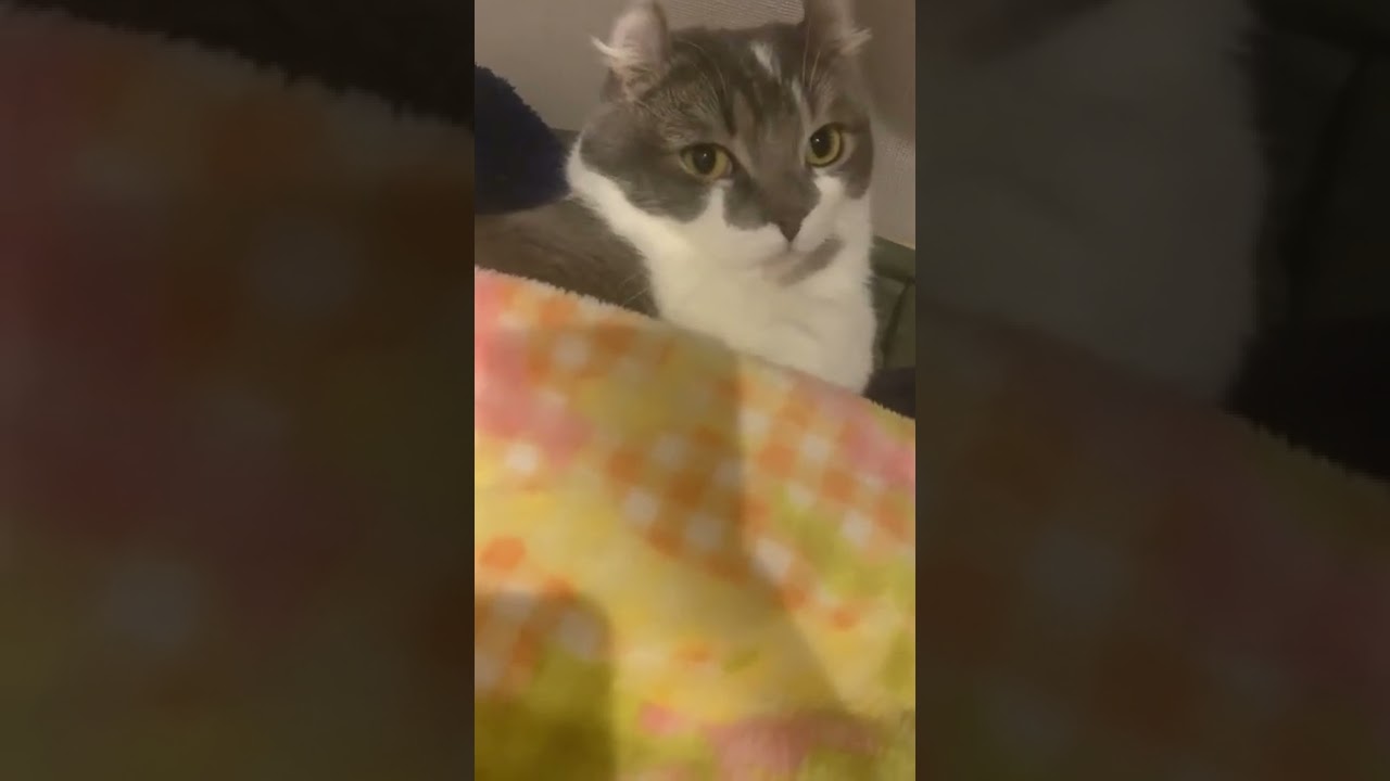 おふとんにて寛ぎ中の子猫（たぴ・アメリカンカール）