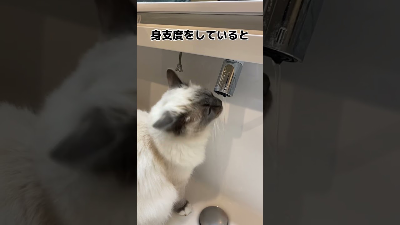 【水を飲む猫】#ねこ #ねこのいる生活 #ラグドール #猫 #ragdollcat #猫動画 #cat #funny #おもしろ動画 #ねこ動画 #猫好きさんと繋がりたい #猫との暮らし