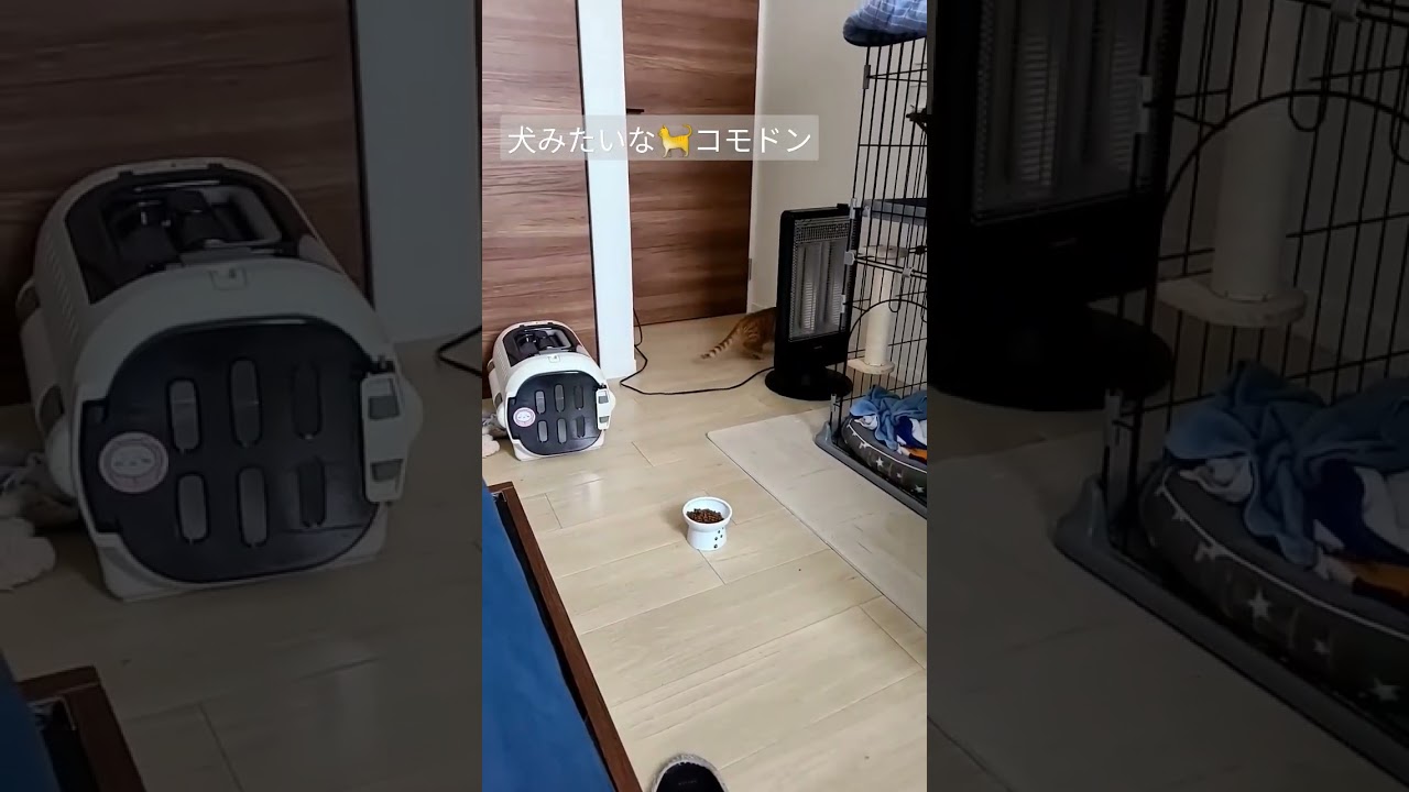 犬みたいにボールを取ってきてくれるコモドン【コモドンの観察日記】 #キンカロー #子猫 #cat #猫