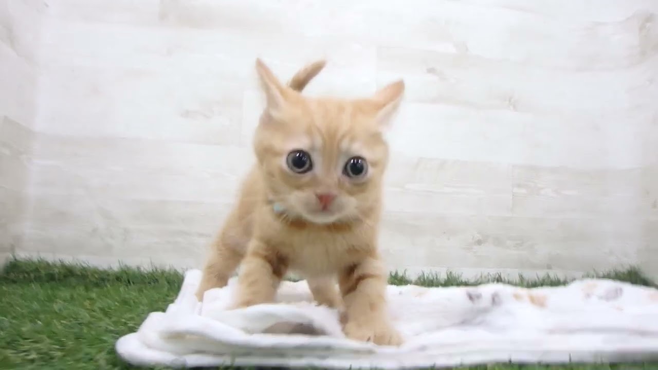 Coo&RIKU　No00634025 アメリカンショートヘアー