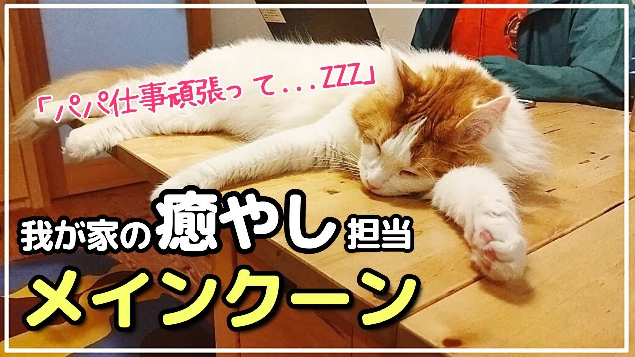 【猫×癒やし】メインクーンに癒やされました。