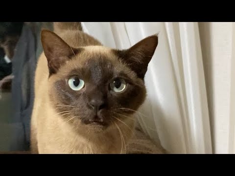 トンキニーズ 【2023/03/26】