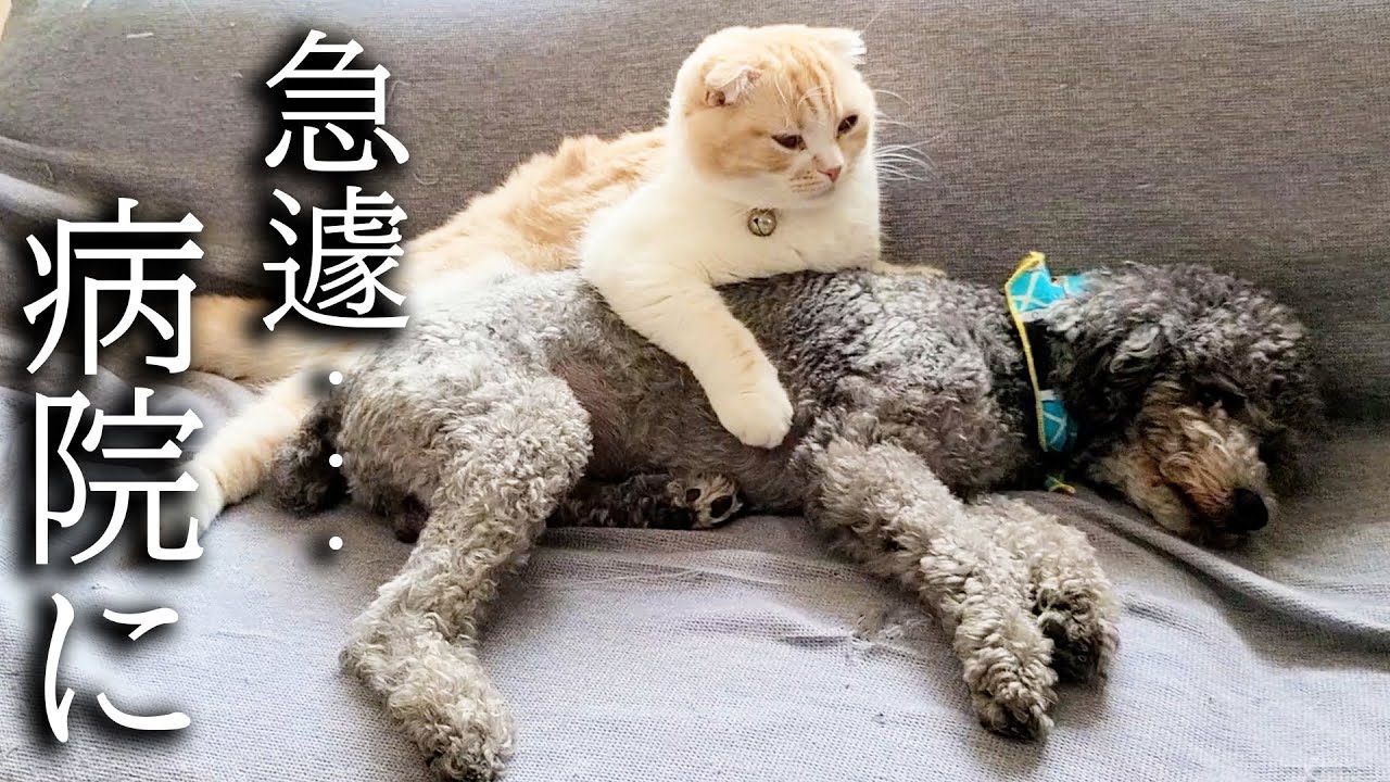 急遽病院に行ったら子猫と犬がこうなりました...