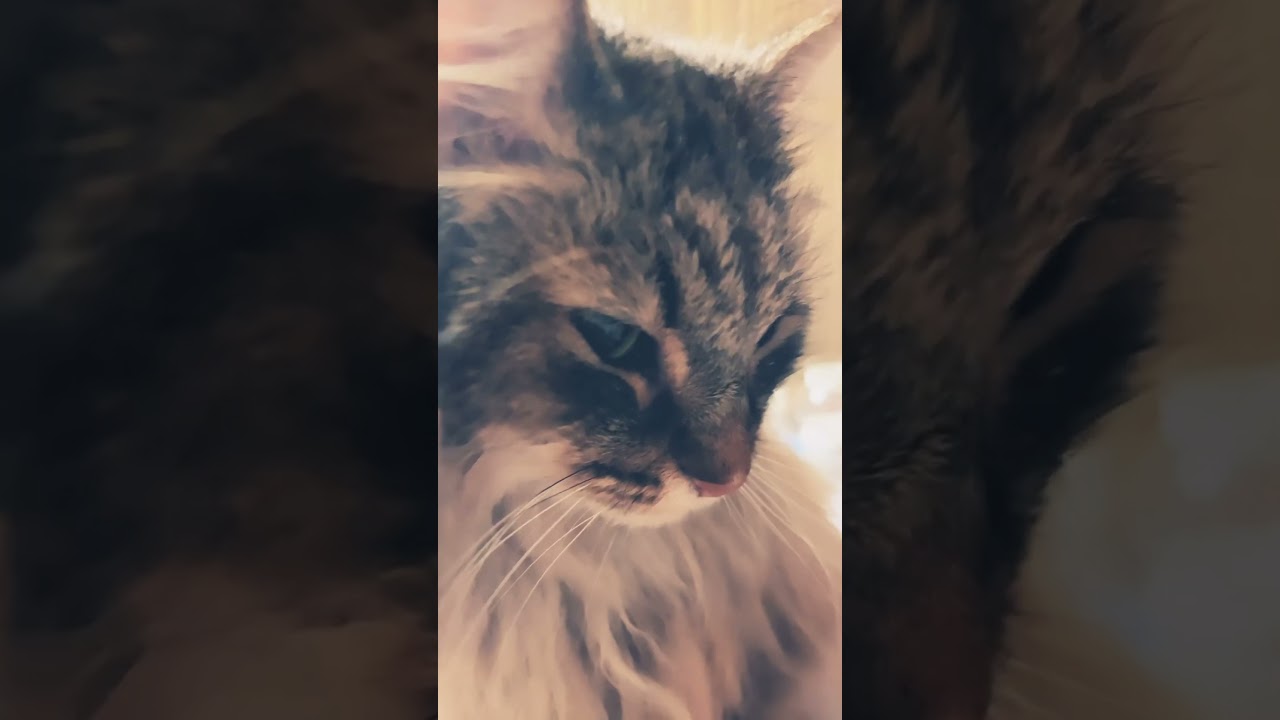 愛が止まらない💓 #cat #cats #ノルウェージャンフォレストキャット #shortsvideo #猫 #猫動画 #かわいい猫 #大型猫 #猫との暮らし #shorts