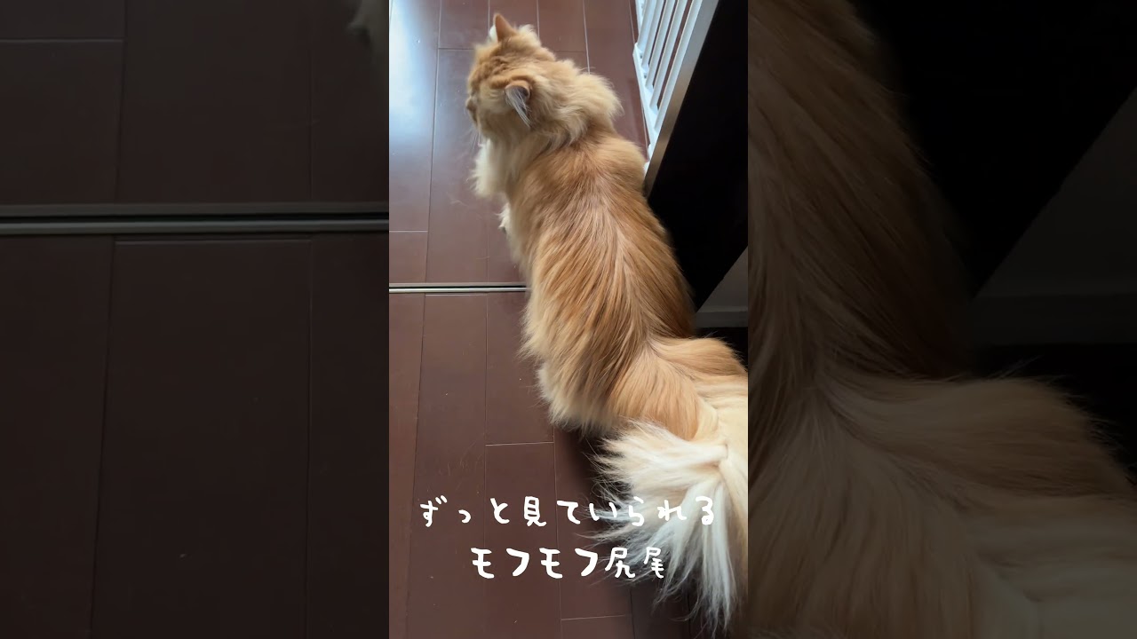 サイベリアンのもふもふ尻尾の破壊力を思い知れッッ!!!