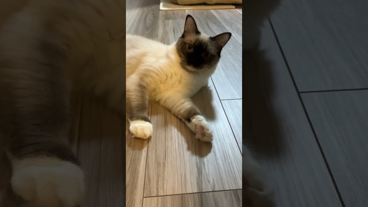 ラグドールのたぬきみたいな子猫 #kitten #ragdoll #ねこ #ラグドール #ラグドール子猫 #cat #アライグマ #こねこ #たぬき #ねこのいる生活