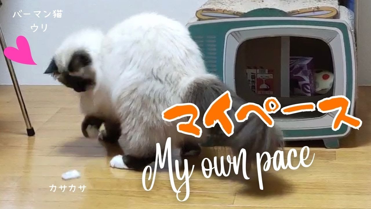 バーマン猫ウリのカサカサ遊び【マイペース】My own pace（バーマン猫）Birman/Cat