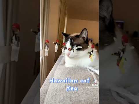 ダンシングフィルターのシャム猫 #shorts Dancing Filter #tiktok