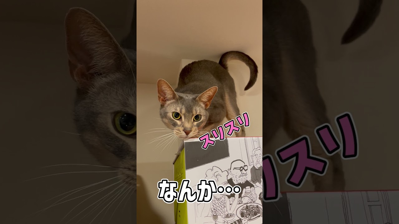 クセが強い顔の擦り方をする猫 A cat that rubs its face in a peculiar way #shorts