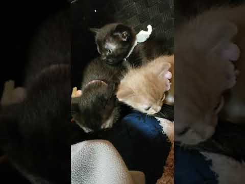 ボンベイ キャメルライラックの女の子♡