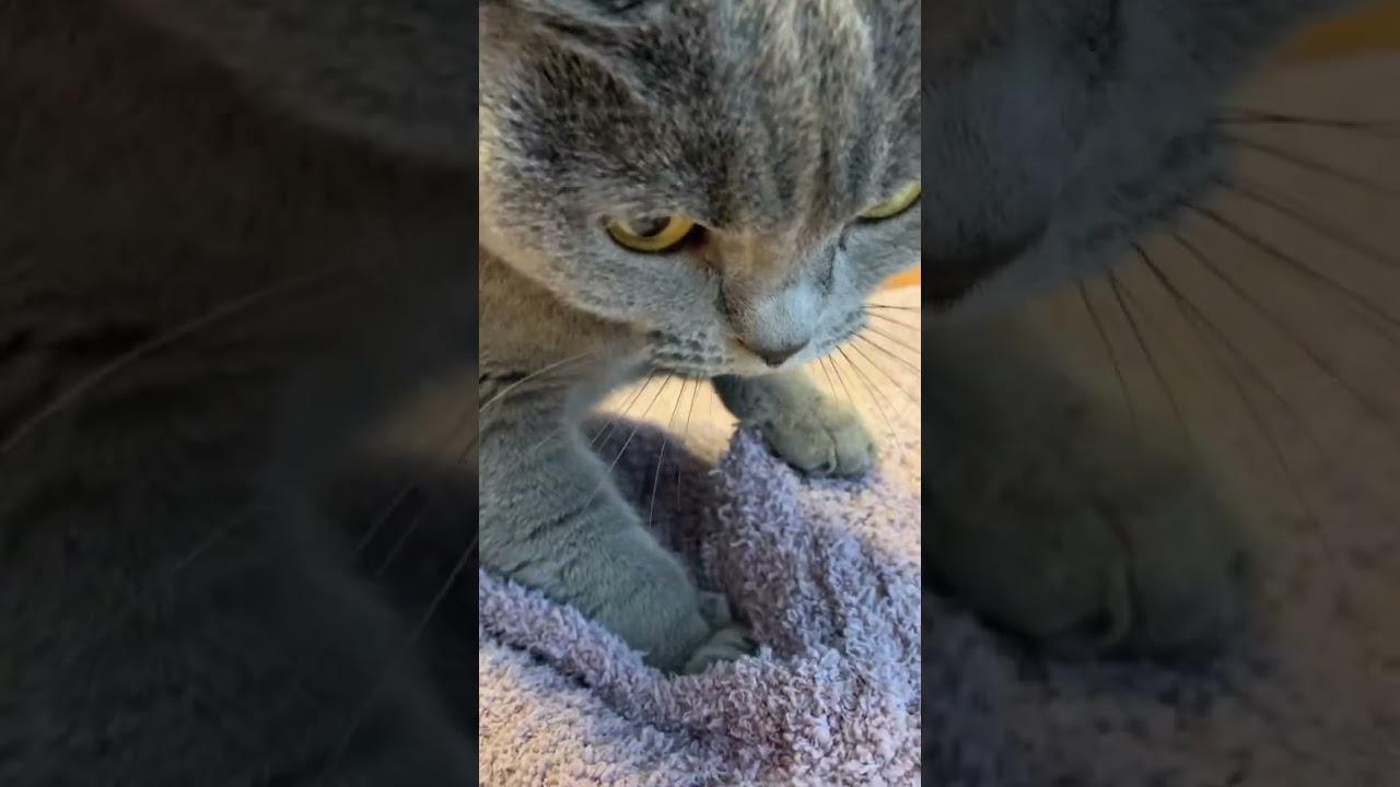 ネコってこんな風に甘えるんです【シャルトリュー/Chartreux cat】#short