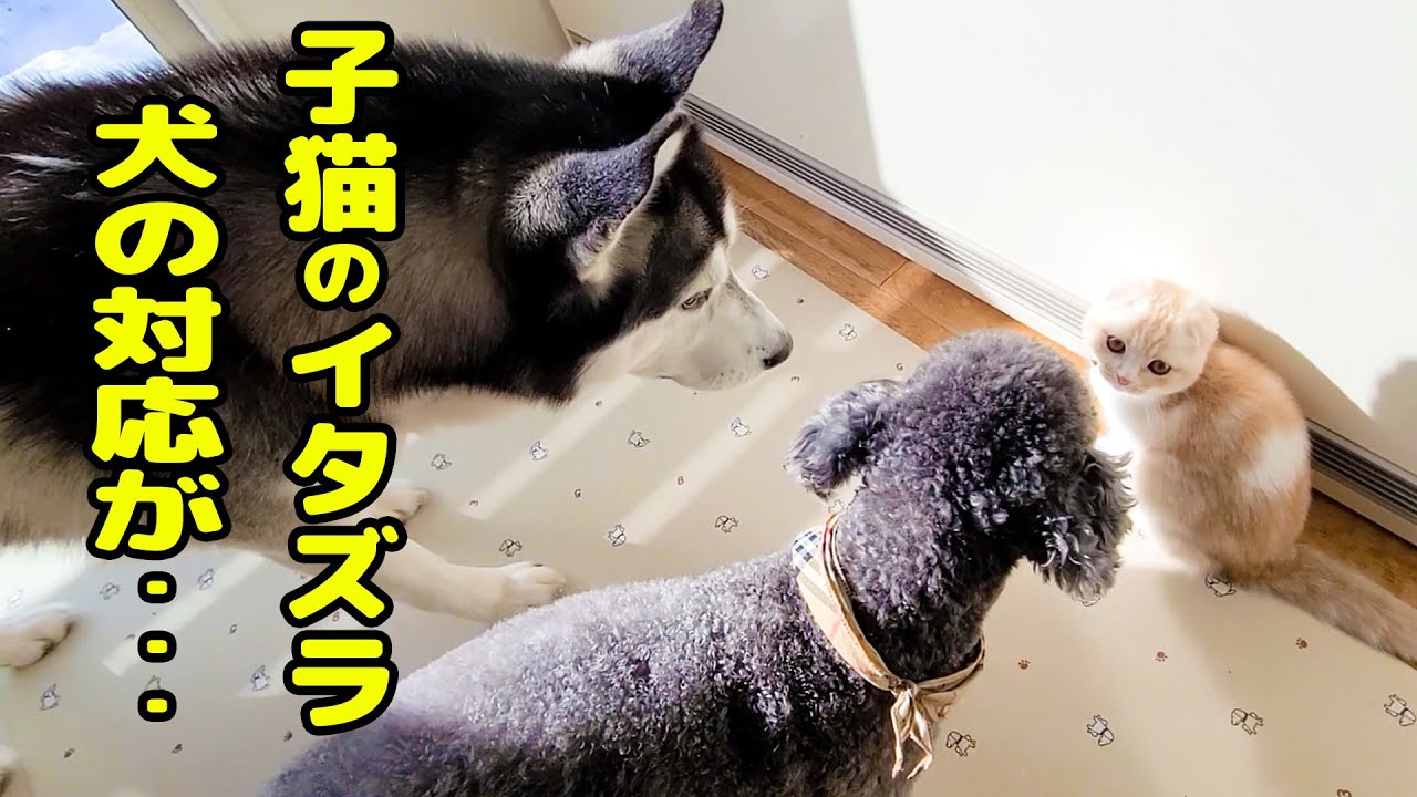 子猫のイタズラを怒ったらハスキー犬の対応がまるで人間だった...笑