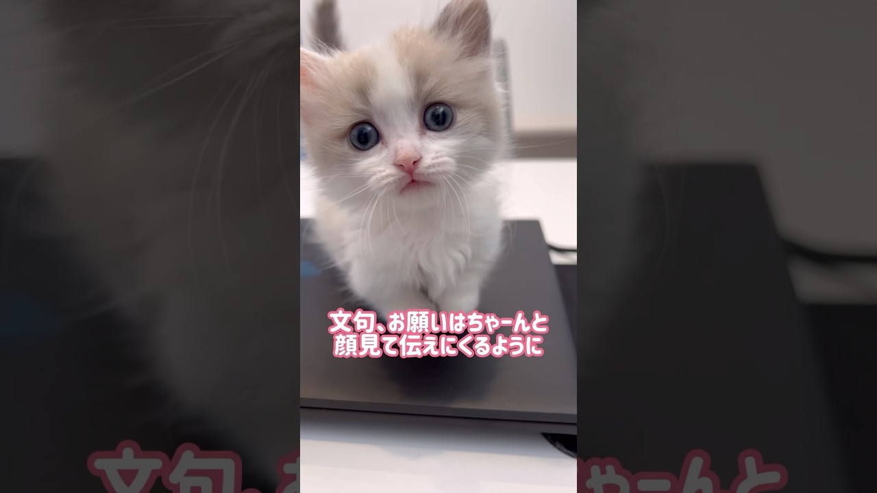 【幼猫の頃にしっかり学んでほしいこと】#マンチカン #子猫の学び　#教育　#今しかできないこと#子猫　#子猫動画 #まだまだあります#短足マンチカン#munchkin #kitten #shorts